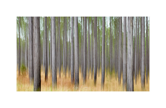 state forest